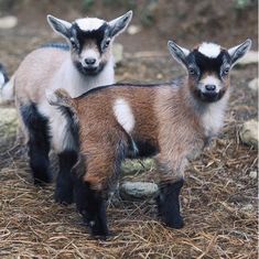 two baby goats standing next to each other on dry grass