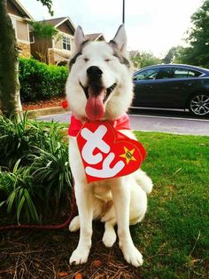 a white and black dog with a red tag on it's collar sitting in the grass