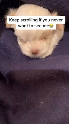 a small white dog sleeping on top of a purple blanket with text that reads, keep scrolling if you never want to see me