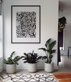 three potted plants sit in front of a white wall with black and white artwork