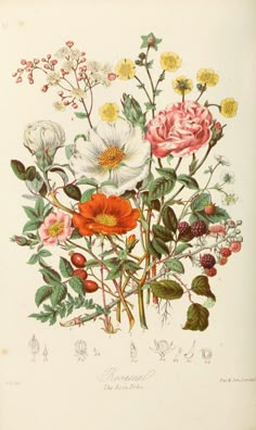 an illustration of flowers with leaves and berries