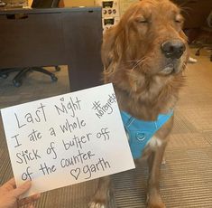 a dog holding a sign that says, last night i ate a whole bunch of butter off of the counter