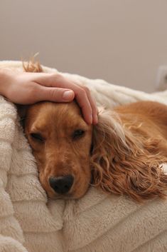 a brown dog laying on top of a couch next to a person's hand