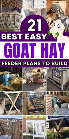 the best easy goat hay feeder plans to build in your backyard or yard with pictures of goats and sheep