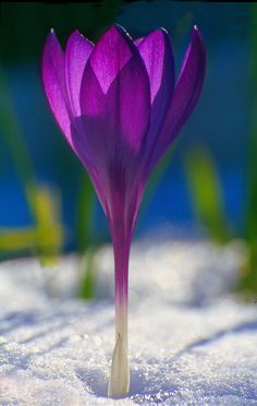 a purple flower that is sitting in the snow