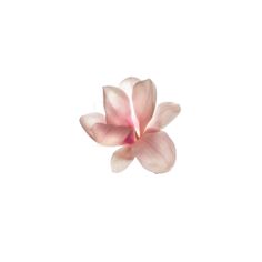 a pink flower is floating in the air on a white background with copy - space