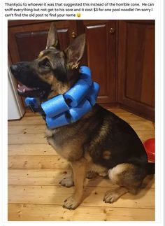 a dog sitting on the floor wearing a blue collar