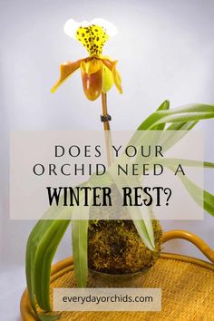 a yellow flower with the words does your orchid need a winter rest? on it