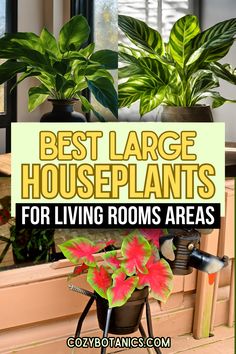 the best large houseplants for living rooms are easy to grow and care for