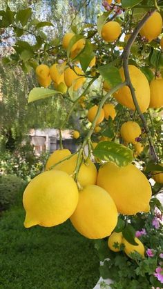 several lemons hanging from a tree in a garden