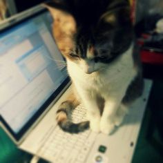 a cat sitting on top of an open laptop computer next to it's keyboard