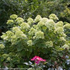 a bush with green leaves and pink flowers in the foreground, surrounded by shrubbery