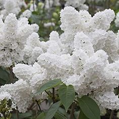 white flowers are blooming in the garden