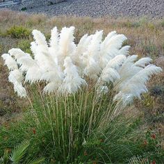 some very pretty white flowers in a big grassy field with rocks and grass behind it