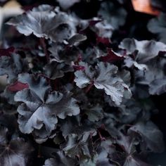 some very pretty looking plants with purple leaves