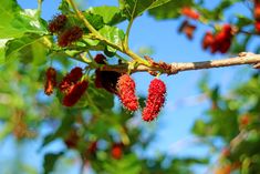 some red berries are growing on a tree branch with green leaves and blue sky in the background