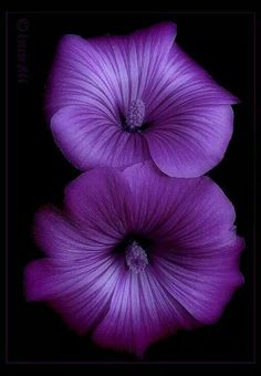 two purple flowers are shown against a black background