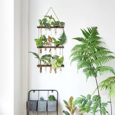 some plants are hanging on the wall in front of a potted plant and a metal rack