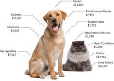 a dog and cat sitting next to each other with the price label labeled below it