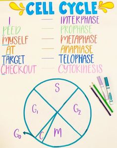 the cell cycle is shown with markers and pencils