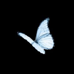 a white butterfly flying in the dark