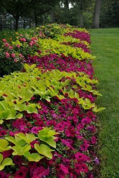 colorful flowers line the side of a long row of trees and shrubs in a park