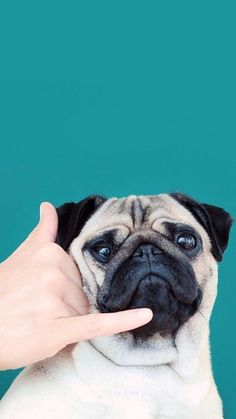 a small pug is being petted by someone's hand on a blue background