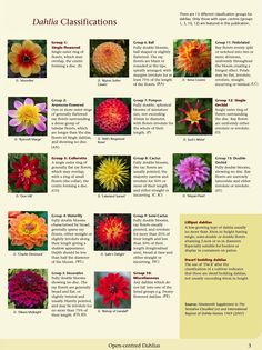 the different types of flowers are shown in this brochure, which is also available for