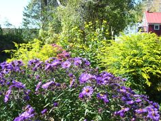 purple flowers are growing in the garden next to a red house and green bushes with yellow leaves