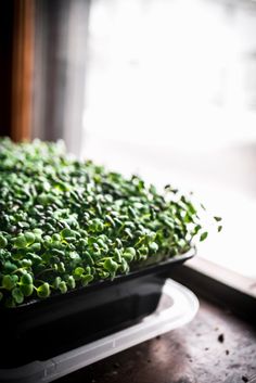 a tray filled with green microgreens sitting on top of a table next to a window