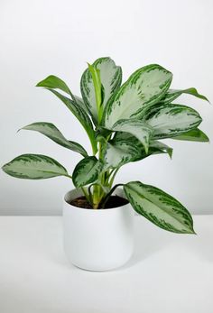 a green plant in a white pot on a table