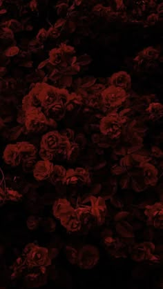 red flowers are growing in the dark, and it looks like they're dying