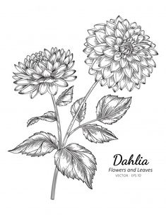 dahlia flower and leaves on white background with place for your text hand drawn illustration