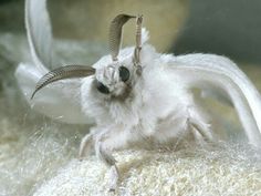 a small white animal with long horns on it's back legs and wings, standing on its hind legs