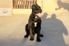 cane corso female puppy Cane Corso Puppy