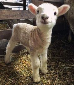 a small lamb standing in hay next to a wooden fence