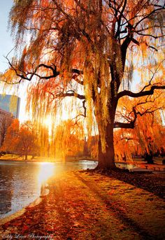 the sun shines brightly behind a large tree near a body of water with leaves on it