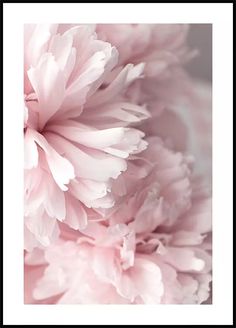 Pink Peonies Close Up Poster - Flowers in pink Colors And Feelings, Serene Room, Pink Dorm Room, Headboard Art, Sky Car, Dorm Room Decorating Ideas, Photoshop Fonts, Handy Design, Marilyn Monroe Poster