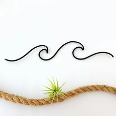 an air plant on top of a rope