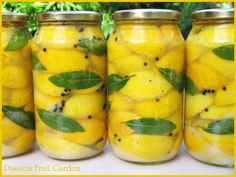 four jars filled with lemons and herbs