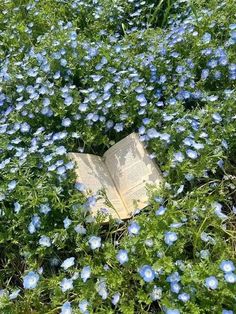 an open book sitting in the middle of blue flowers