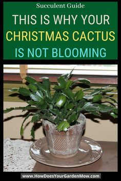 a potted plant sitting on top of a table with the words, this is why your christmas cactus is not blooming