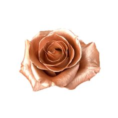 Buy Online High quality and Fresh Rose Metallic Paint Rose Gold - Greenchoice Flowers Rose Gold Vase, Rose Gold Flowers, Casual Couture, Gold Vase, Rose Gold Flower, Metallic Rose Gold, Gold Vases