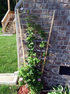 a vine growing up the side of a brick wall next to a flower potted plant