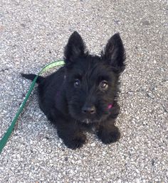 a small black dog sitting on top of a gravel covered ground next to a green leash