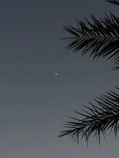 the moon is seen through the branches of a palm tree