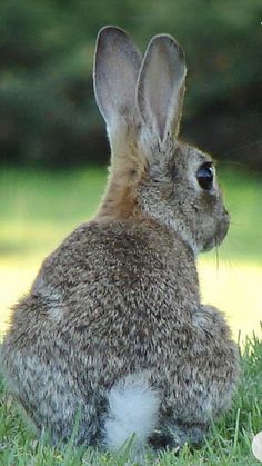 a rabbit is sitting in the grass looking at something