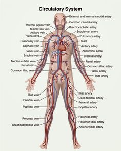 the human body with all its major blood vessels