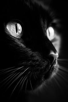 a black cat's face is shown in the dark