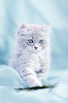 a small white kitten with blue eyes running on a bed sheet in front of the camera